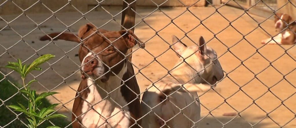 Centro de Bienestar Animal La Perla tiene nuevo protocolo para facilitar la adopción Centro de Bienestar Animal La Perla tiene nuevo protocolo para facilitar la adopción