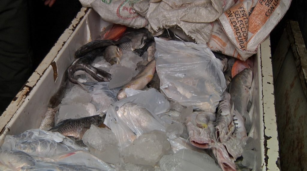 Autoridades incautaron una tonelada y media de pescado en Medellín Autoridades incautaron una tonelada y media de pescado en Medellín