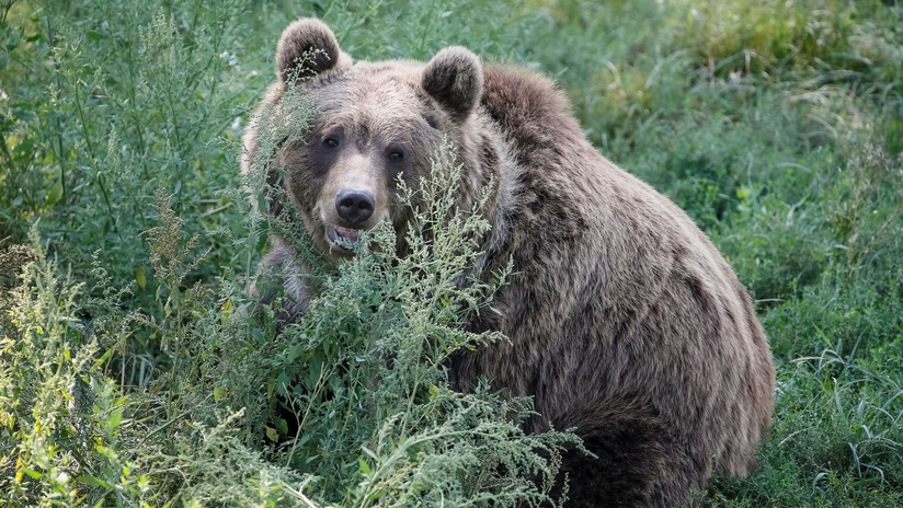 VIDEO: Oso se acerca a una camioneta de cazadores y les roba la comida VIDEO: Oso se acerca a una camioneta de cazadores y les roba la comida