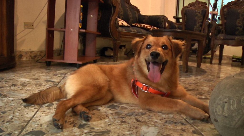 Canela, la perrita del Metro, se encuentra sin familia nuevamente Canela, la perrita del Metro, se encuentra sin familia nuevamente