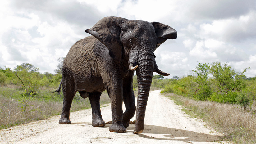 Muere atacado por un elefante un guarda que protegía a unos mineros de unos leones Muere atacado por un elefante un guarda que protegía a unos mineros de unos leones