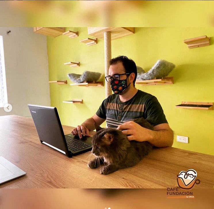 En Laureles funciona coworking para perros y gatos