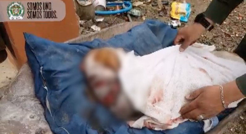 Buscan responsables del maltrato de una pitbull en San Javier
