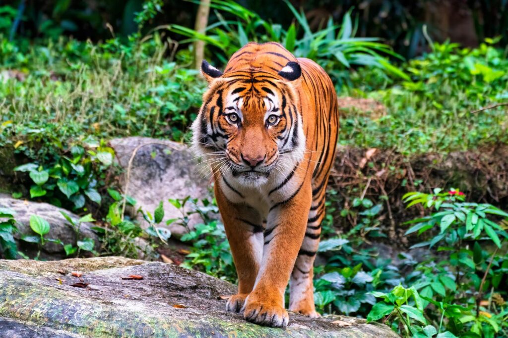 Laura Sánchez: La domadora de animales que encanta al tigre del Circo de Soler Laura Sánchez: La domadora de animales que encanta al tigre del Circo de Soler