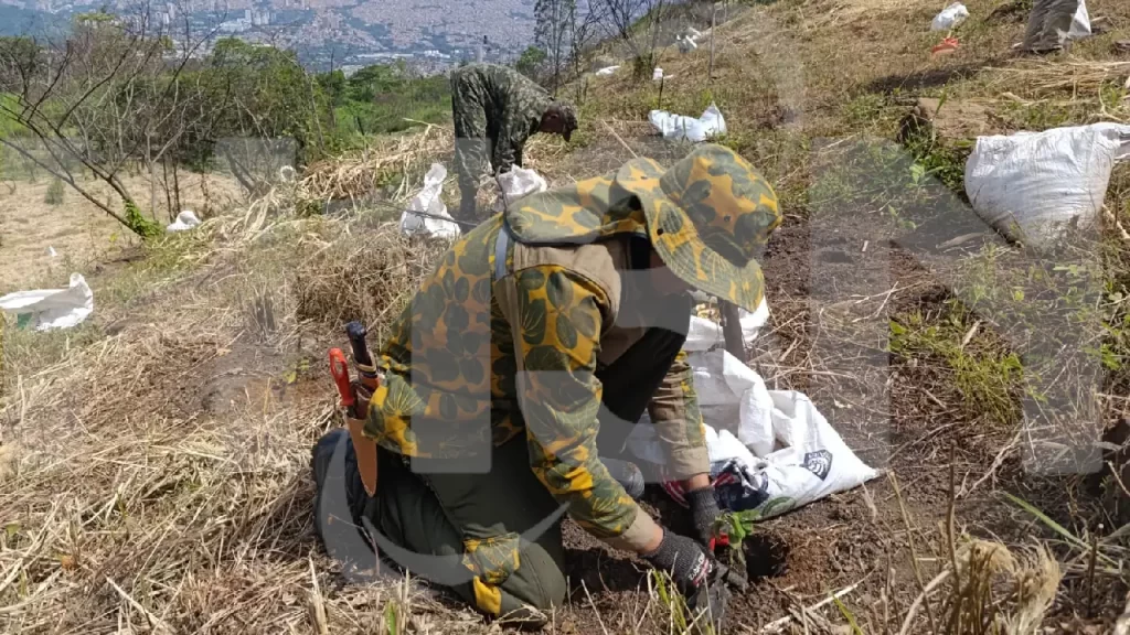 Con más de 10 mil árboles sembrados en cerros tutelares, buscan recuperar las laderas de Medellín Con más de 10 mil árboles sembrados en cerros tutelares, buscan recuperar las laderas de Medellín