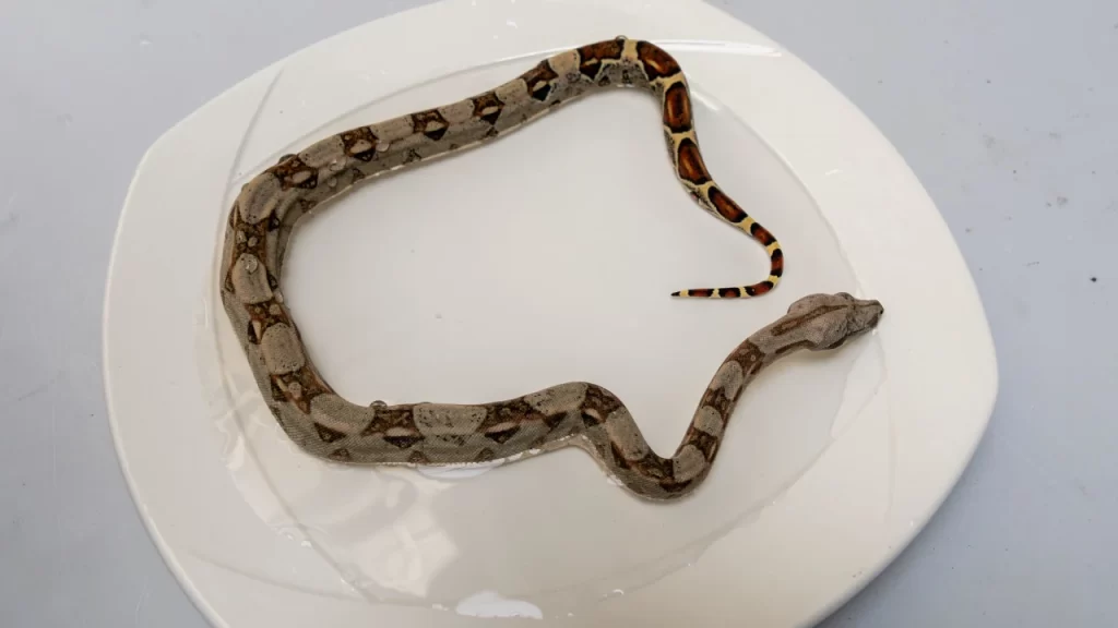 Una Boa Constrictor infantil fue rescatada en Sabaneta Una Boa Constrictor infantil fue rescatada en Sabaneta