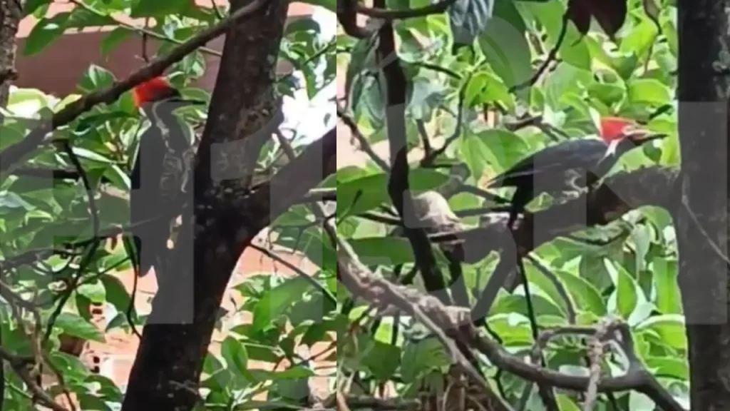 Video| ¡Qué belleza! Dos pájaros carpinteros fueron vistos en el barrio El Pinal en Enciso Video| ¡Qué belleza! Dos pájaros carpinteros fueron vistos en el barrio El Pinal en Enciso