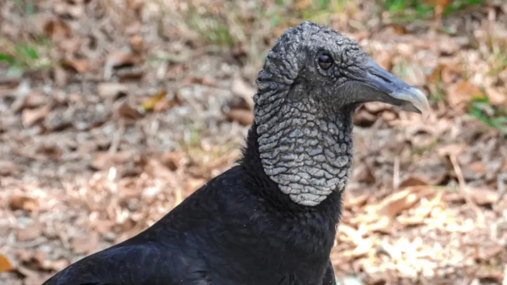 ¡No los estigmatice! Los gallinazos son una especie indispensable para el equilibrio de los ecosistemas ¡No los estigmatice! Los gallinazos son una especie indispensable para el equilibrio de los ecosistemas