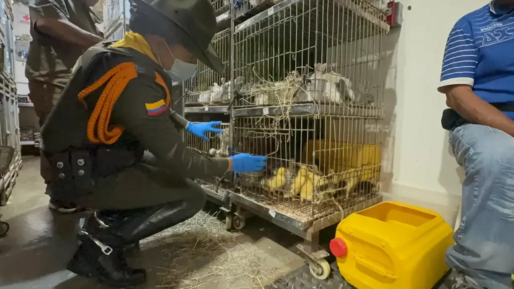 ¡Ya están a salvo! Animales maltratados y en malas condiciones de salud fueron rescatados en La Minorista ¡Ya están a salvo! Animales maltratados y en malas condiciones de salud fueron rescatados en La Minorista
