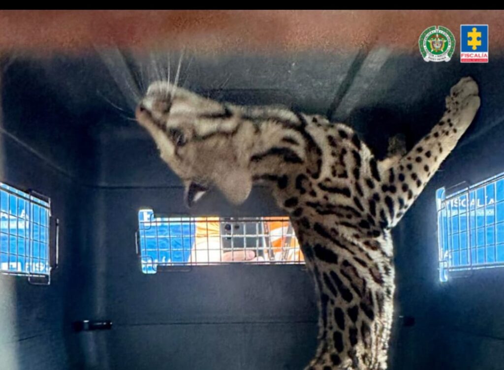 Bello: Los líos judiciales del hombre que tenía un ocelote aguatando hambre Bello: Los líos judiciales del hombre que tenía un ocelote aguatando hambre
