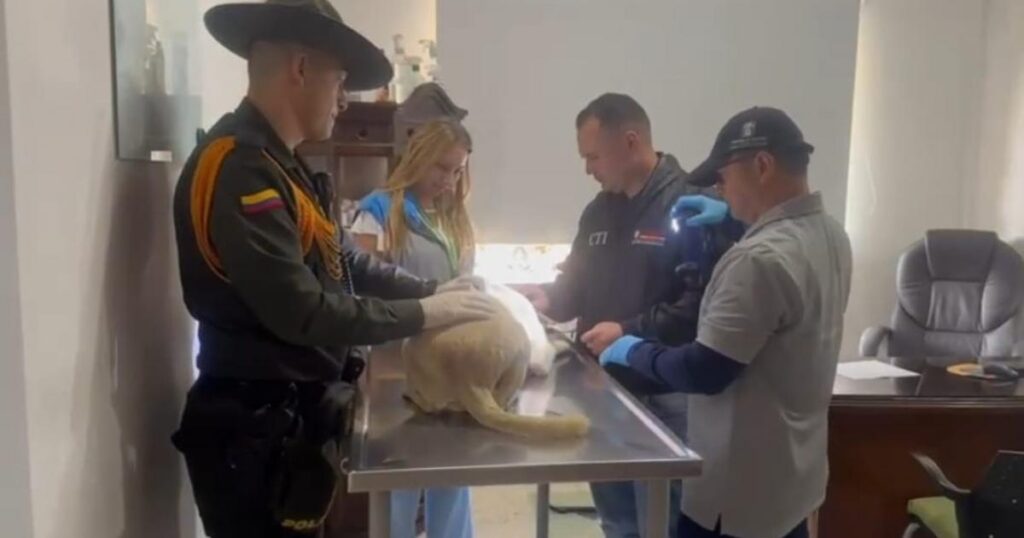 Noticias Medellín: Descartan abuso sexual de dos perritas en Villa Hermosa