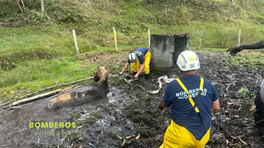 Bomberos Rionegro realizaron dos rescates a dos caballos que estaban atrapados