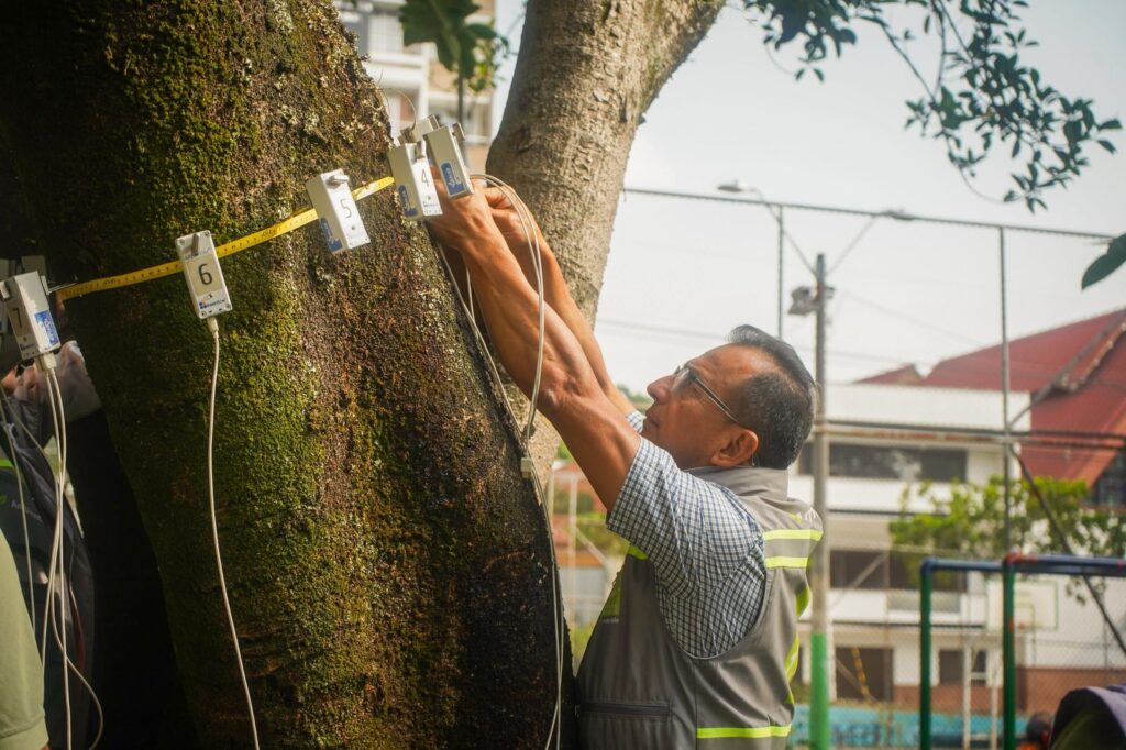 Este es el plan de acción para los árboles de Medellín Este es el plan de acción para los árboles de Medellín