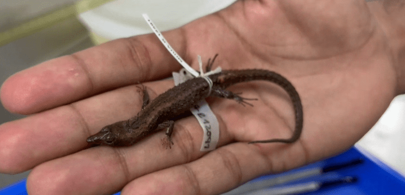 Investigadores de la U de A descubren 2 de nuevas especies