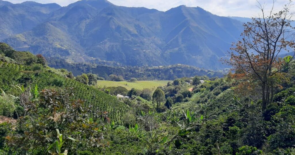 Noticias Antioquia: Cafeteros resaltan aumento exponencial de producción Noticias Antioquia: Cafeteros resaltan aumento exponencial de producción