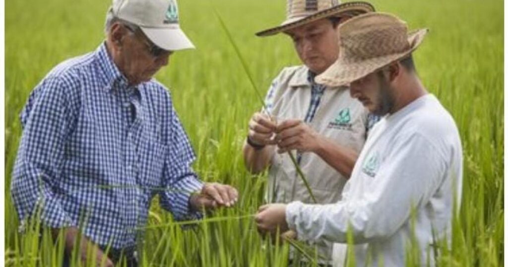 Noticias Medellín: Alerta por posible desabastecimiento de arroz