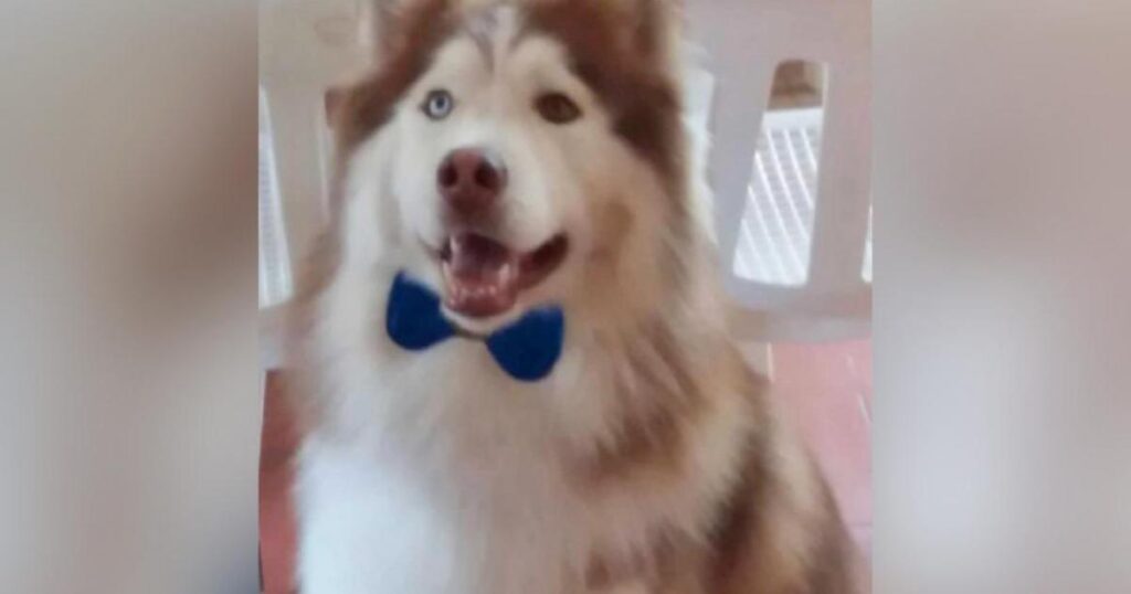 Noticias Medellín: Un perro murió, al parecer, quemado con el secador