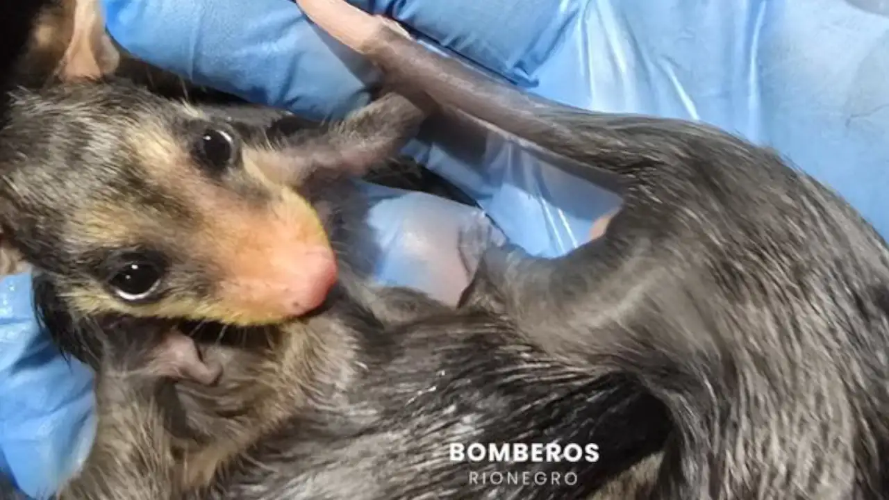Una zarigüeya fue atropellada en Rionegro y en su marsupio encontraron tres crías vivas