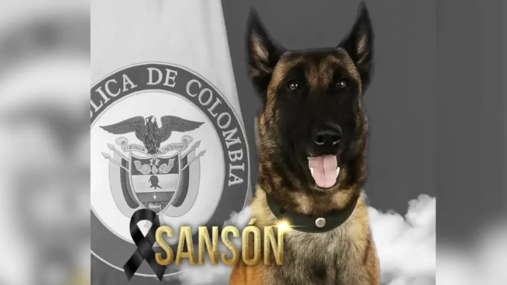 Falleció Sansón, el perrito del Ejército que salvó la vida de más de 30 soldados en Antioquia Falleció Sansón, el perrito del Ejército que salvó la vida de más de 30 soldados en Antioquia