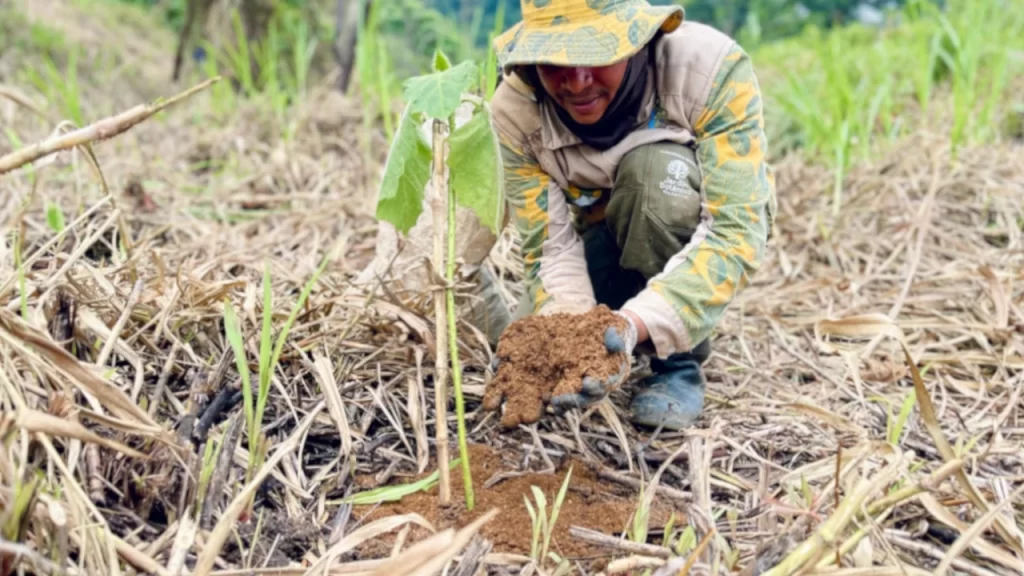 Medellín superará los 100.000 árboles sembrados con nueva jornada ecológica Medellín superará los 100.000 árboles sembrados con nueva jornada ecológica