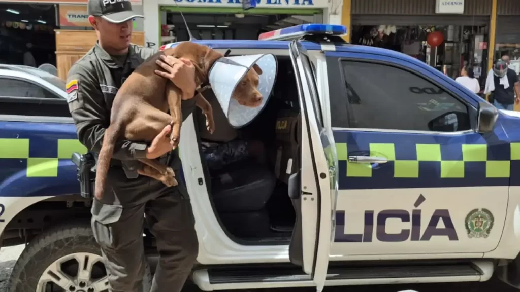 Policía rescató a un perrito herido con machete en medio de un robo en Apartadó Policía rescató a un perrito herido con machete en medio de un robo en Apartadó