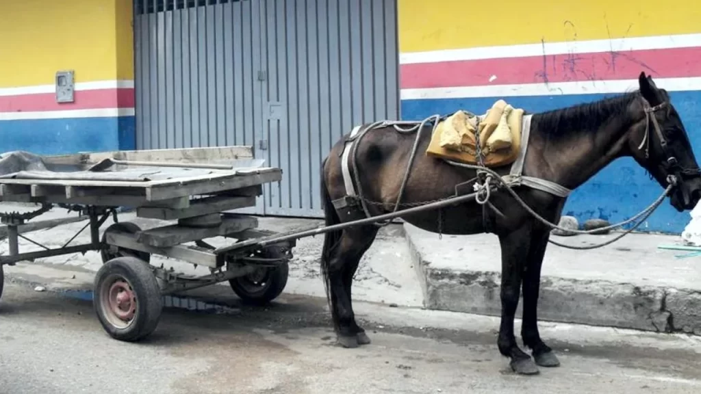 Procuraduría refuerza vigilancia ante uso de más de 7.200 animales en vehículos de tracción en Colombia Procuraduría refuerza vigilancia ante uso de más de 7.200 animales en vehículos de tracción en Colombia