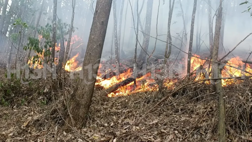 ¡Precaución con el fuego! Alcaldía lanza plan de prevención contra incendios forestales ¡Precaución con el fuego! Alcaldía lanza plan de prevención contra incendios forestales
