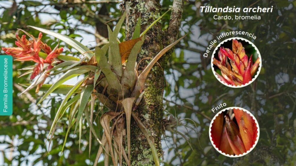 Medellín presenta guía de plantas epífitas Medellín presenta guía de plantas epífitas
