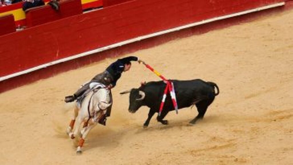 ¡Atención! Ni corridas de toros, ni rejoneo, ni peleas de gallos: Corte Constitucional avala la Ley «No Más Olé» ¡Atención! Ni corridas de toros, ni rejoneo, ni peleas de gallos: Corte Constitucional avala la Ley «No Más Olé»