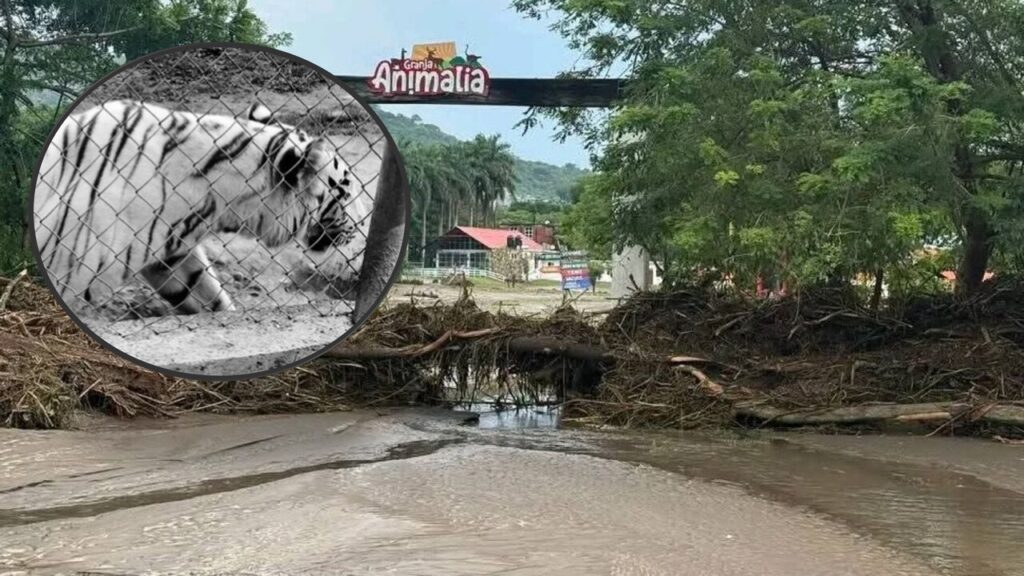 Triste final para el tigre fugitivo: Huyó de las fuertes lluvias y no esperaban encontrarlo asi Triste final para el tigre fugitivo: Huyó de las fuertes lluvias y no esperaban encontrarlo asi