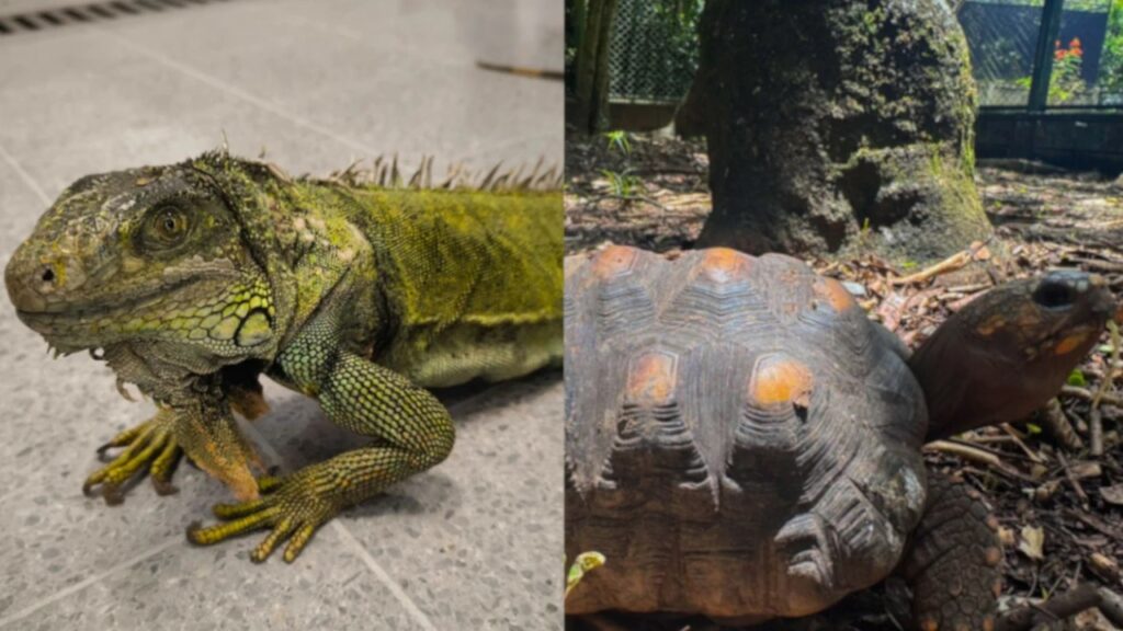 Una iguana y tres tortugas fueron entregadas al CAVR