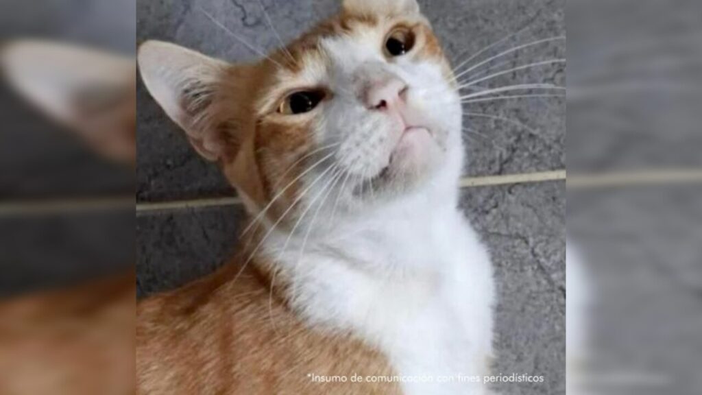 ¡A Wilson le tocó responder! Mató de un varillazo a la gatica «alana» ¡A Wilson le tocó responder! Mató de un varillazo a la gatica «alana»