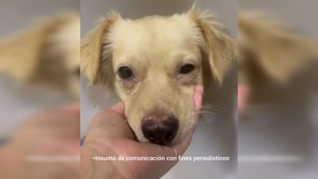 ¡Dijo qué él no fue! Jorge habría apuñalado al perrito maxi en una carnicería ¡Dijo qué él no fue! Jorge habría apuñalado al perrito maxi en una carnicería
