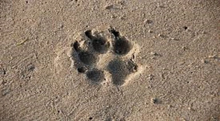 ¡Dijo que no fue él! A responder por lanzar por la ventana de un quinto piso a Vaki, una perrita ¡Dijo que no fue él! A responder por lanzar por la ventana de un quinto piso a Vaki, una perrita