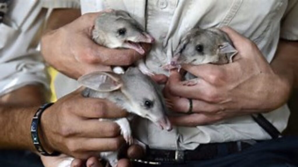 Alerta global: 44 especies desaparecieron definitivamente de la Tierra durante 2025