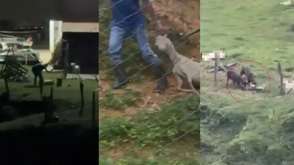 Denuncian presunto maltrato animal contra cabras en Altavista 