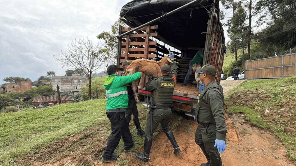 Rescatadas tres cabras y diez perros, víctimas de maltrato animal en Medellín Rescatadas tres cabras y diez perros, víctimas de maltrato animal en Medellín