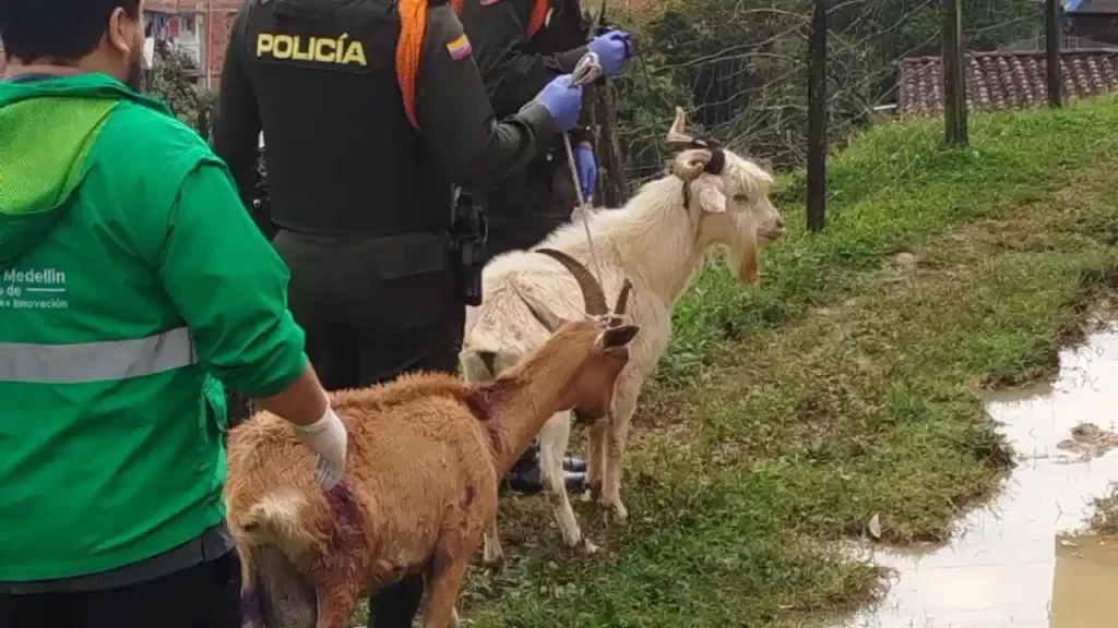 Rescate de animales maltratados en operativo en Altavista Rescate de animales maltratados en operativo en Altavista