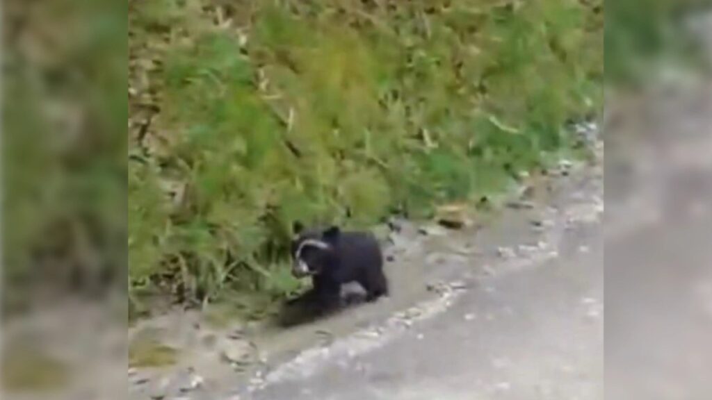 VIDEO: Cachorro de oso de anteojos fue avistado en vía del Páramo de Puracé y preocupa su seguridad