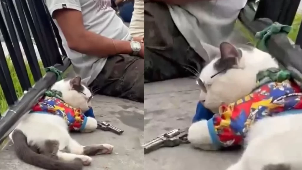 ¡Indignación en Medellín! Gato presuntamente sedado sería usado para pedir dinero a turistas