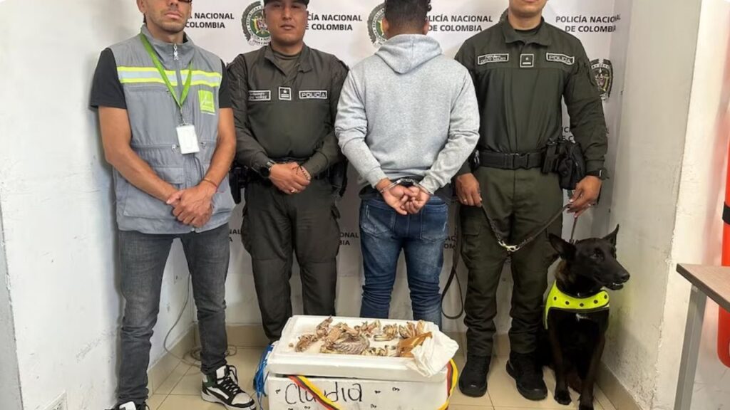 El olfato de ‘Sato’ evitó el tráfico de 15 partes de iguana en la Terminal del Norte