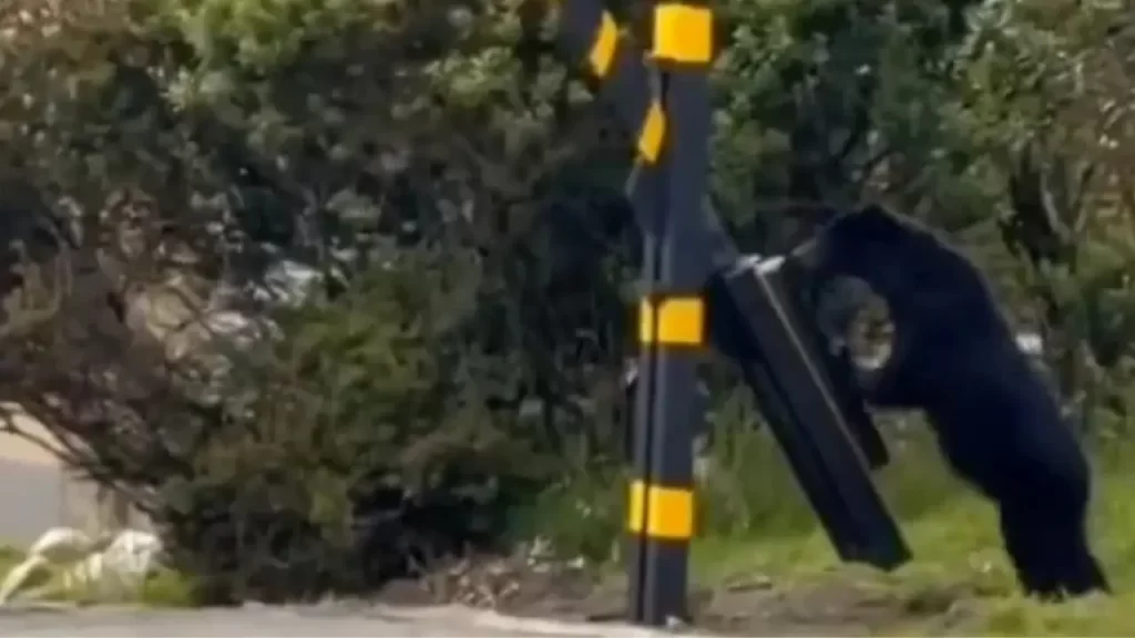 Oso andino fue visto en conjunto cerca a Bogotá