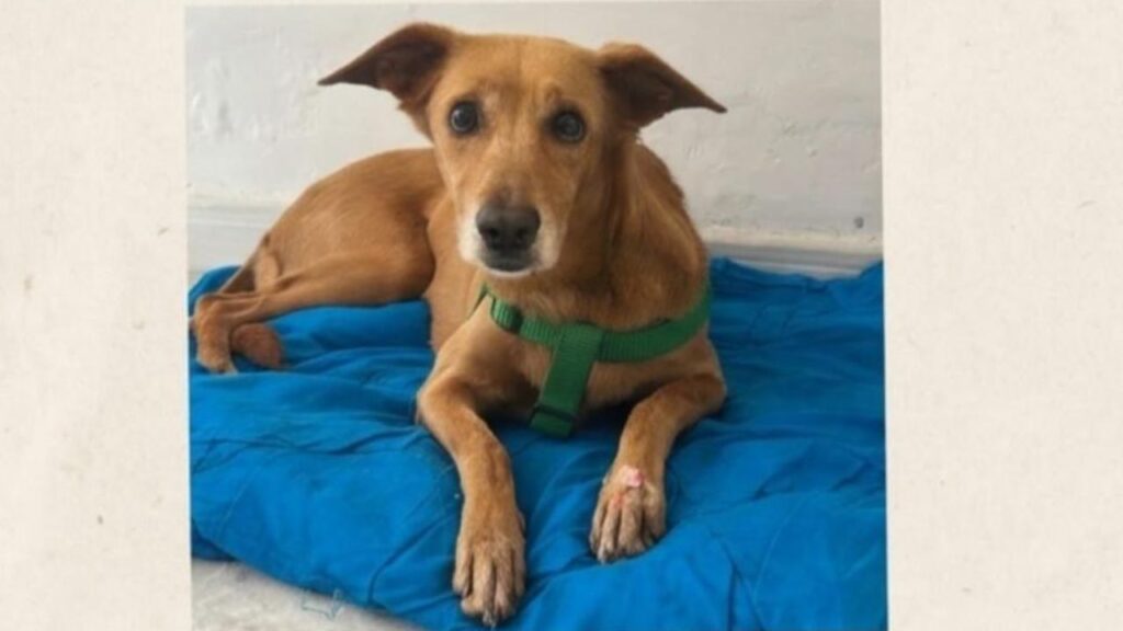 Perrita posiblemente extraviada busca su dueño en Belén, ¿la reconoce?