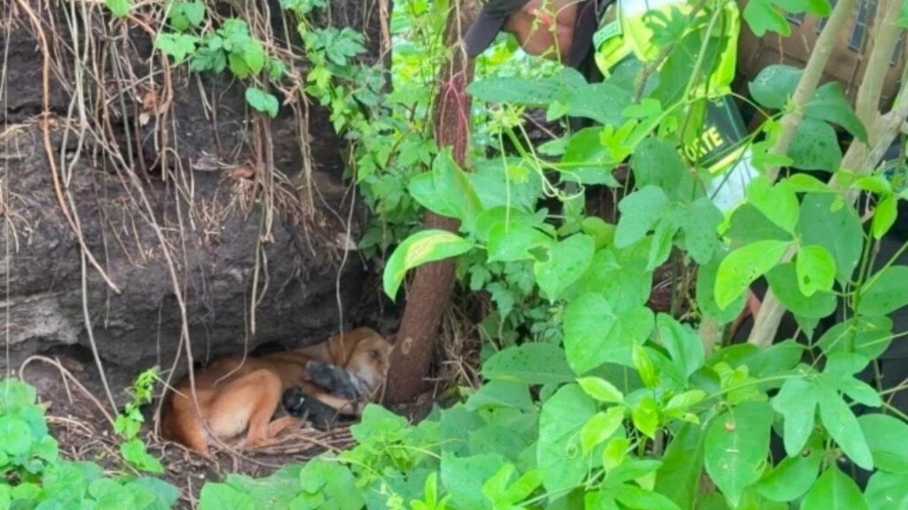 Rebeca, una perra que sobrevivió a una tormenta junto a sus siete cachorros