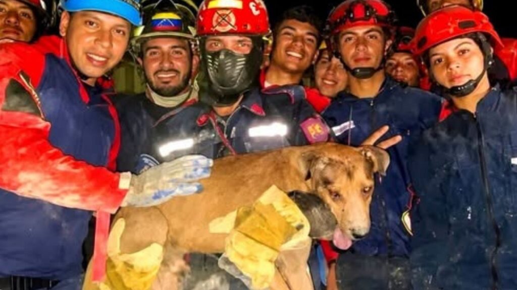 bomberos rescatan a un perro luego el terremoto en Venezuela