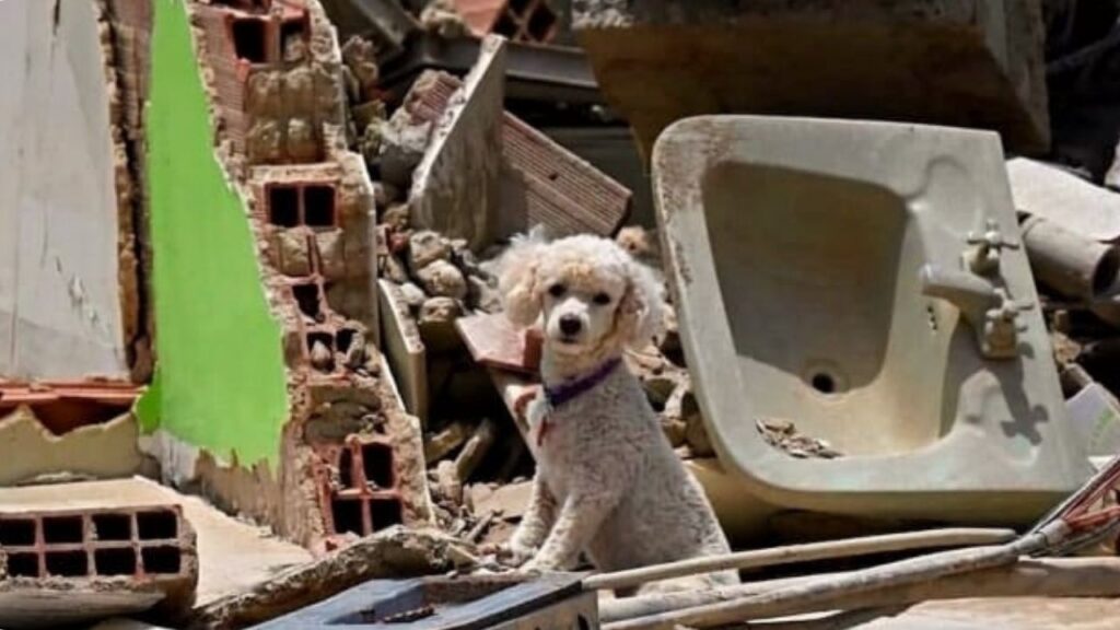 la iniciativa que busca ayudar a los animales afectados por el terremoto