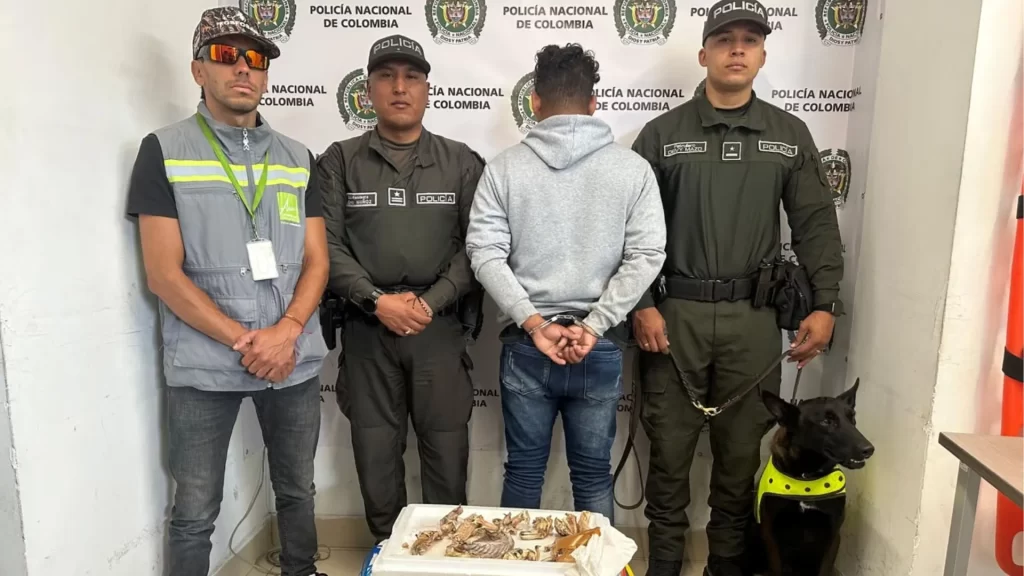 ¡Iban para el consumo humano! Capturan a hombre que transportaba 15 partes de iguana en Medellín ¡Iban para el consumo humano! Capturan a hombre que transportaba 15 partes de iguana en Medellín