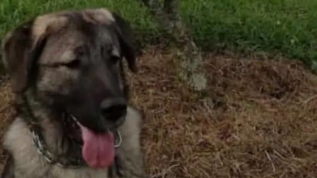 A Loky lo llevaron a una peluquería canina en Caldas y horas después fue entregado sin vida a su familia A Loky lo llevaron a una peluquería canina en Caldas y horas después fue entregado sin vida a su familia