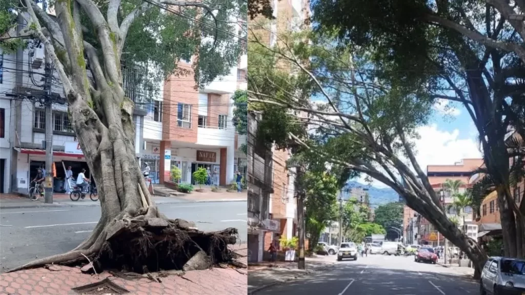 Árbol cayó en Laureles y afectó la movilidad
