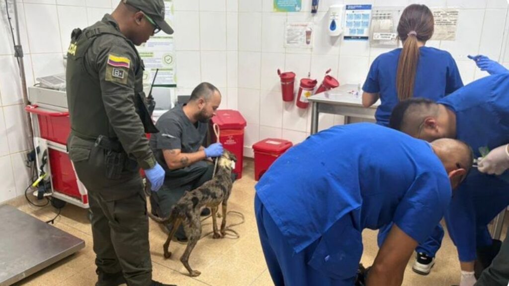 Conozca el destino de los 10 perritos rescatados de condiciones inhumanas en Medellín
